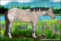 Horse Color:Buckskin Ice Roan 