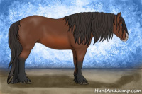 Horse Color:Bay Splash 