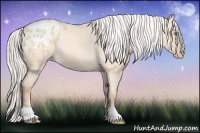 Horse Color:Silver Amber Champagne Dun Appaloosa 