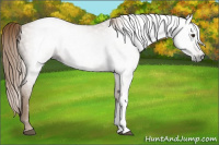 Horse Color:Gray Chestnut 