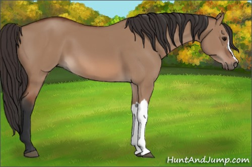 Horse Color: Bay Dun 