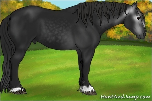 Horse Color:Gray Black 