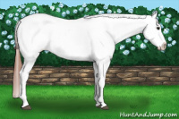 Horse Color:Brown Dun Splash Tobiano Appaloosa 
