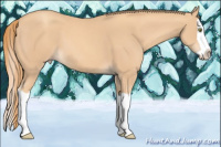 Horse Color:Gold Champagne Splash