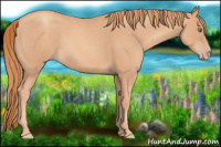 Horse Color:Gold Champagne Roan 