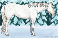 Horse Color:Gray Silver Amber Cream Champagne Roan Dun Splash Tobiano Frame Near Leopard Rabicano 