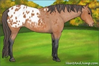 Horse Color:Bay Blanket 