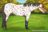 Horse Color:Bay Near Leopard 