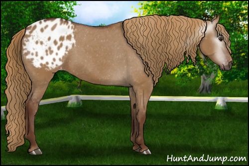 Horse Color:Gray Red Dun Appaloosa 