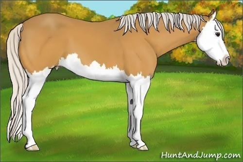 Horse Color:Silver Buckskin Splash 