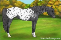 Horse Color:Black Appaloosa 