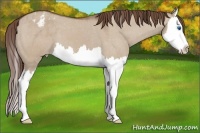Horse Color:Bay Dun Splash Appaloosa 