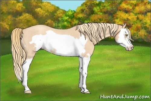 Horse Color:Gold Champagne Roan Splash Frame Rabicano 