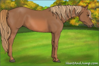 Horse Color:Chestnut 