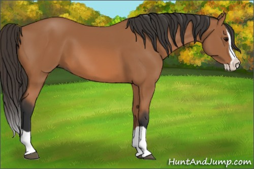 Horse Color: Bay Splash 