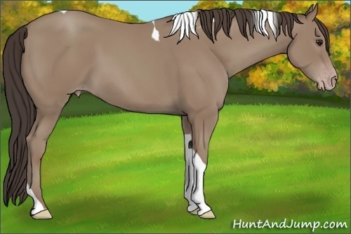 Horse Color:Classic Champagne Tobiano 