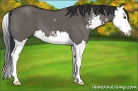 Horse Color:Grullo Sabino Splash 