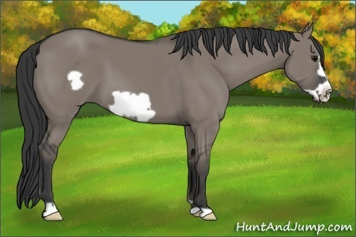 Horse Color: Grullo Frame 