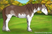 Horse Color:Liver Chestnut Splash 