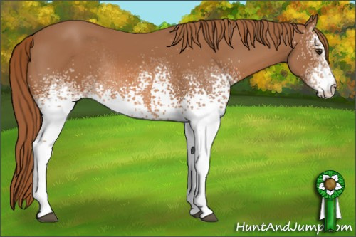 Horse Color: White Spotted Chestnut Rabicano 