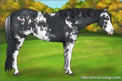 Horse Color: Black Sabino 