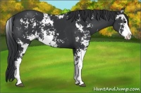 Horse Color:Black Sabino 