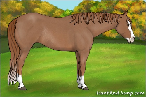 Horse Color:Red Roan Sabino Splash Rabicano