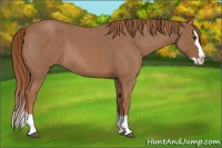Horse Color:Red Roan Sabino Splash Rabicano 