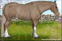 Horse Color:Chocolate Palomino Appaloosa Rabicano 