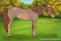 Horse Color:Red Roan 