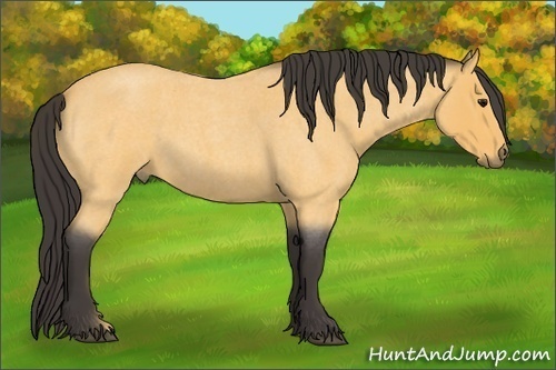 Horse Color: Buckskin Roan 