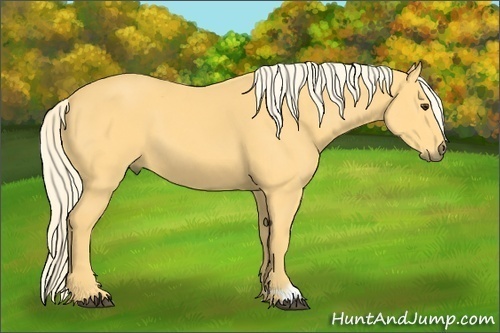 Horse Color: Palomino 