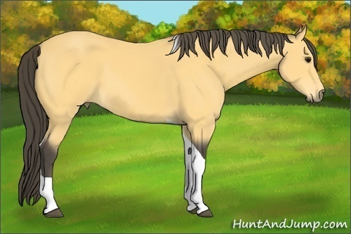 Horse Color: Buckskin Tobiano 