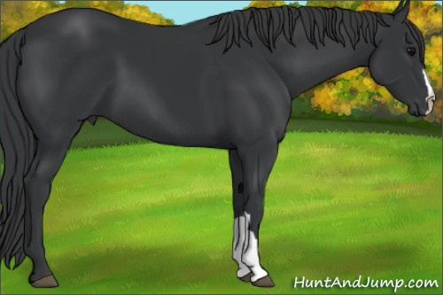 Horse Color: Black 