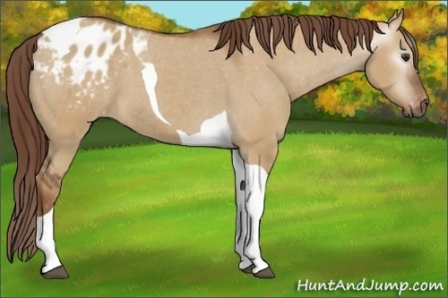 Horse Color:Gray Red Dun Tobiano Blanket 