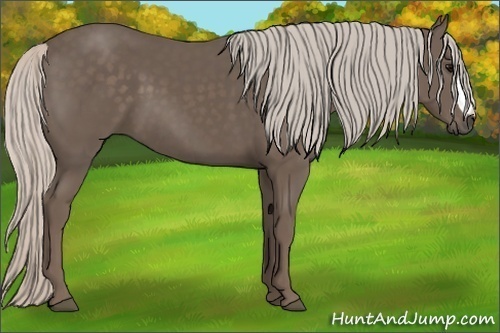 Horse Color:Silver Black 