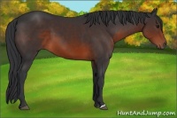 Horse Color:Brown 