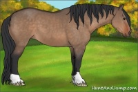 Horse Color:Bay Dun