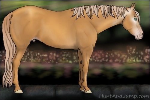 Horse Color:Gray Gold Cream Champagne 