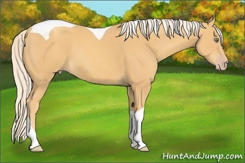 Horse Color:Gold Cream Champagne Tobiano