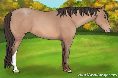 Horse Color:Amber Champagne 