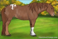 Horse Color:Chestnut Appaloosa Rabicano