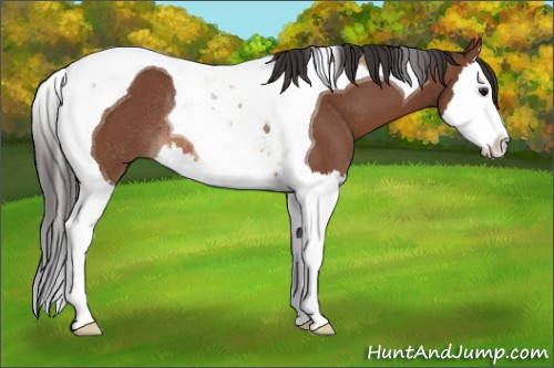 Horse Color: Unknown 