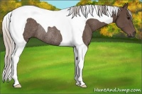 Horse Color:Silver Black Tobiano Rabicano 