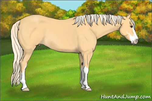 Horse Color:Palomino Roan Sabino