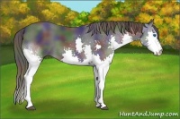 Horse Color:Nacre Black Splash 