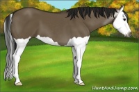 Horse Color:Gray Smoky Grullo Splash