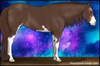 Horse Color:Liver Chestnut Sabino 