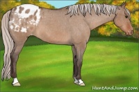 Horse Color:Silver Bay Roan Dun Appaloosa 