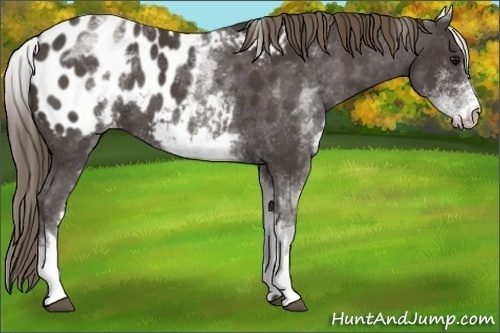 Horse Color:White Spotted Smoky Black Near Leopard Rabicano